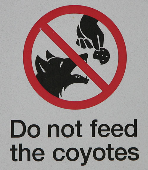 Don't Feed Coyotes