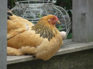royal-roost-2