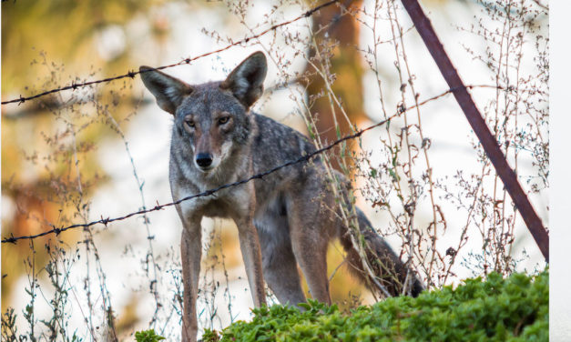 Urban Coyotes: Vital Scavengers