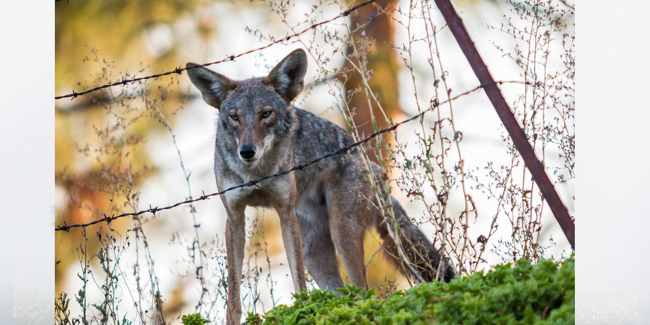 Urban Coyotes: Vital Scavengers