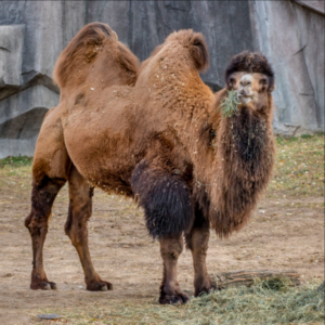 camel
