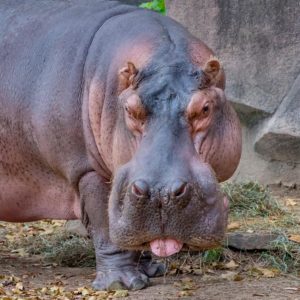 hippo