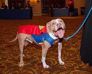 super dog