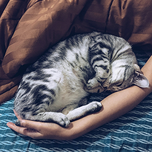 kitty