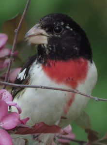 bird