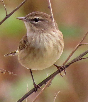 warbler