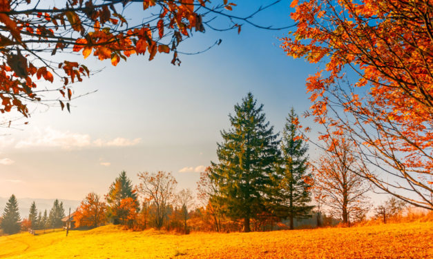 Autumn Bliss