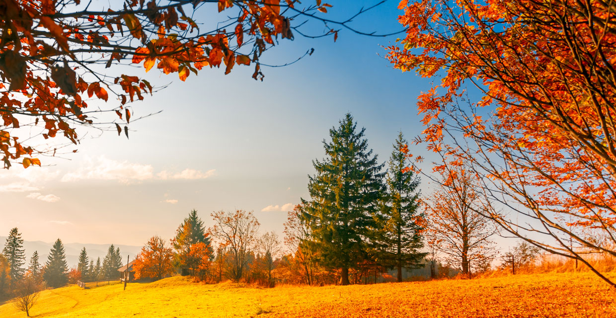 Autumn Bliss